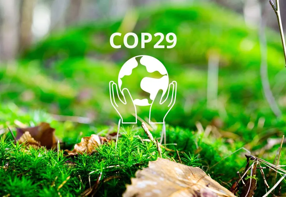 Illustration of hands holding Earth with "COP29" text, set against a lush green forest floor with fallen leaves.